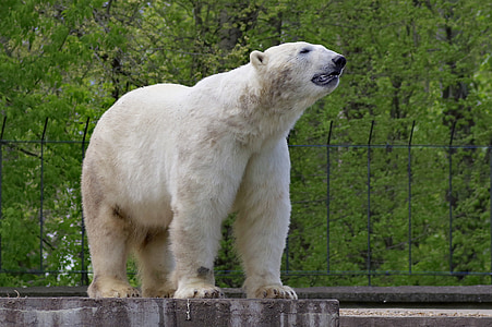 o urso, polar, Branco, predador, mamífero, fev, verde