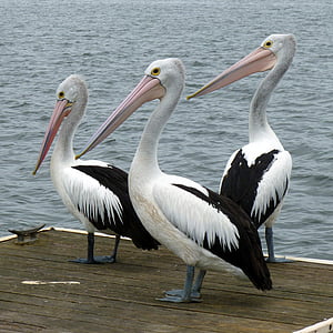 animals, birds, dock, long beak, nature, ocean, pelicans