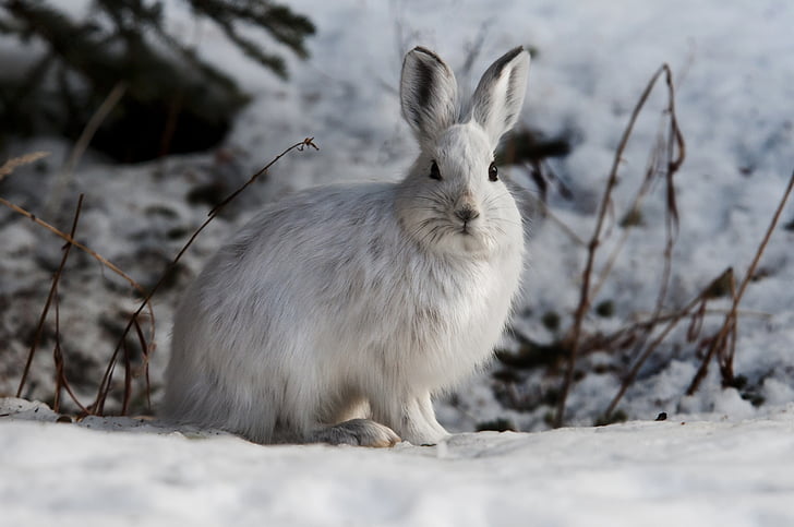 snežnice zajace, králik, zajačik, vonku, voľne žijúcich živočíchov, Príroda, biela