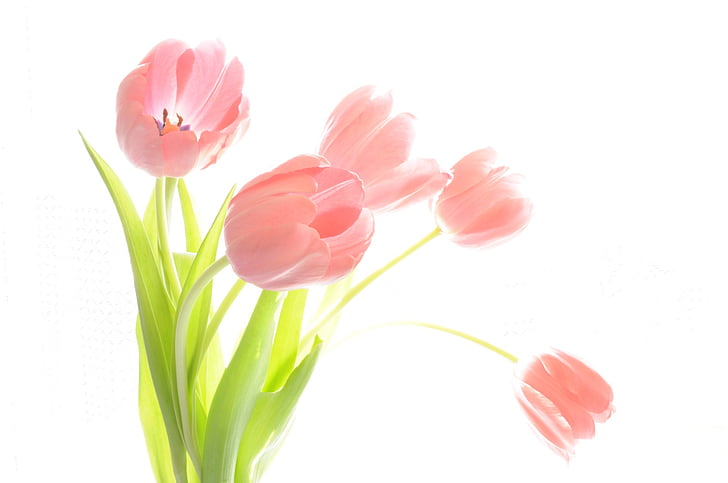 bukett, tulipaner, planter, blomster, anlegget, naturlig, Blossom