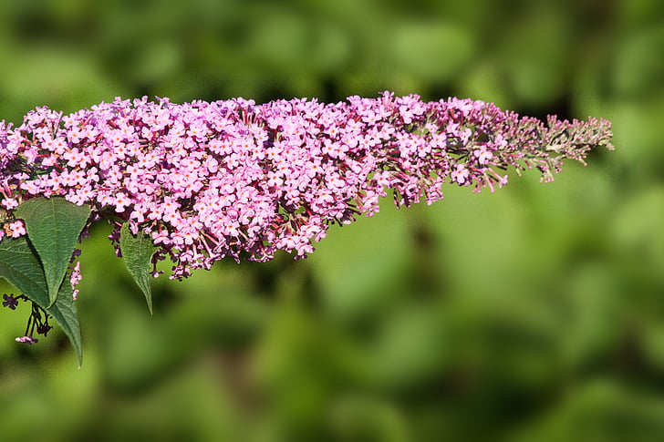 Buddleja davidii, Butterfly bush, lilas, plante, lilas d’été, fleurs, violet