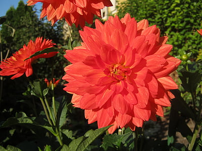 Dahlia, fleur, fleurs, rouge