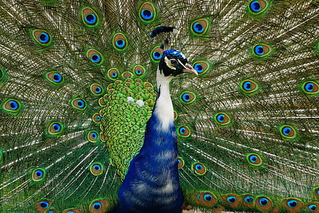 peacock, wheel, bird