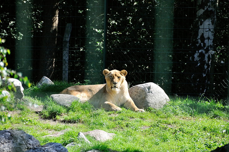 lion, wild, zoo, lioness, fur, animal, predator