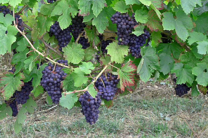 anggur, anggur, Vintage, tanaman merambat, panen, budidaya, anggur merah
