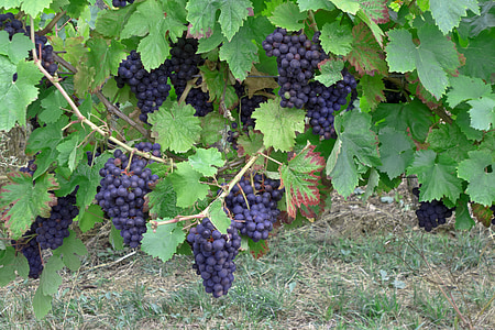 hrozny, víno, ročník, vinice, sklizeň, pěstování, červené hrozny