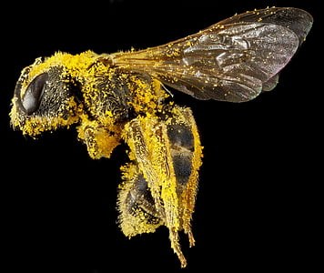 蜂を汗します。, 花粉, マクロ, 昆虫, 野生動物, 自然, 翼