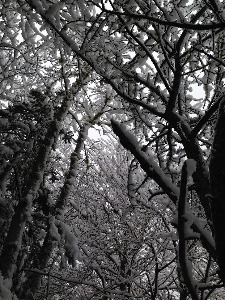 arbres, neige, hiver, Storm, Cathédrale, branches, bois