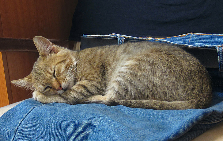 con mèo, giấc ngủ, quần jean màu xanh, Kitty, trẻ, động vật, trong nước