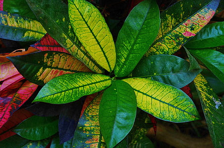 Hibiscus, hojas, verde, follaje, naturaleza, tropical, planta