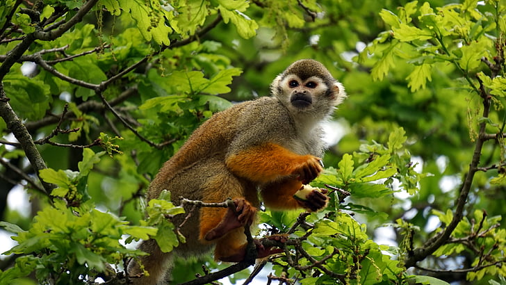 animal, monkey, primate, squirrel monkey, tree, wild, wildlife