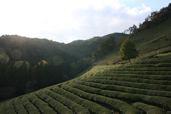 te, landskab, grøn te plantage, boseong