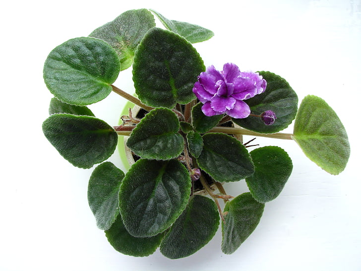 violeta, flor, planta, verde