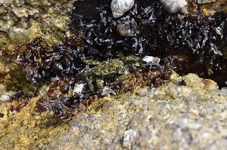 asilomar-tidepools, crab, ocean, sea, wildlife, nature, seaweed