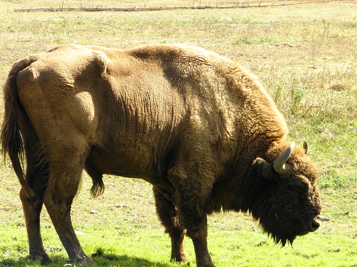 bò rừng bizon, wisent, wildparktier