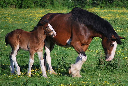 clydesdales, horses, colt, mare, meadow, farm, rural