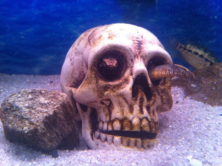 Aquarium, schedel, vis, onderwater, natuur