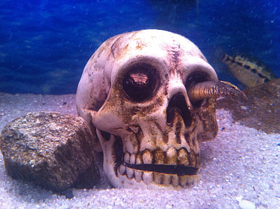 akvárium, Lebka, ryby, pod vodou, Příroda