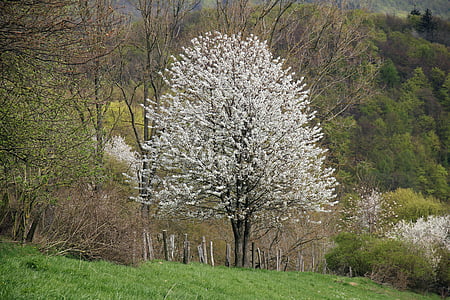 landscape, tree, fruit tree, blossom, bloom, cherry, spring
