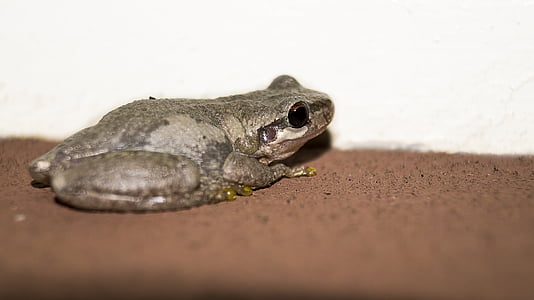frog, toad, animal, amphibian, nature, green, wildlife