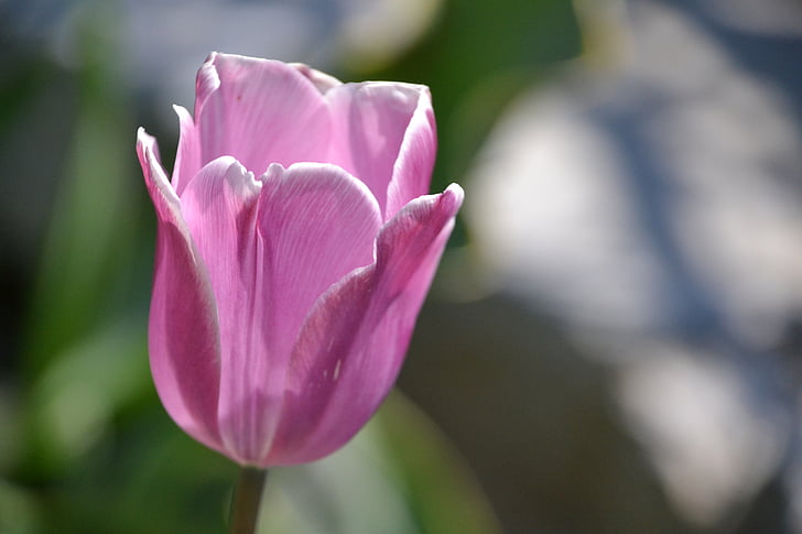 Tulip, bunga, Blossom, mekar, ungu, alam, tanaman