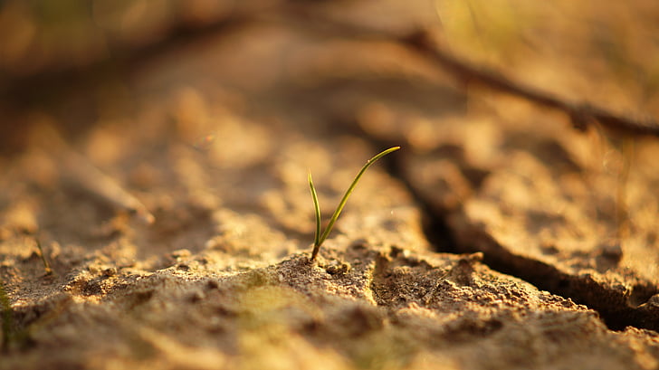 close-up view, ground, plant, sand, selective focus, no people, day