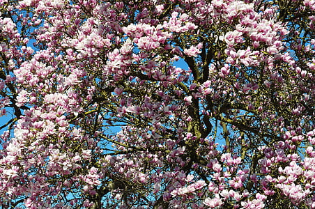 våren, Blossom, blomst, hage, Magnolia, treet, natur