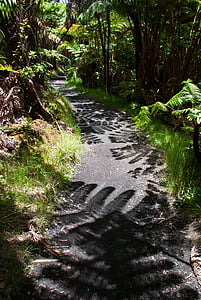 trail, shadow, hiking, path, fern, hawaii, hawaii volcanos