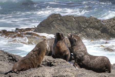 fur seal, seals, kekeno, arctocephalus forsteri, new zealand, rock, nature