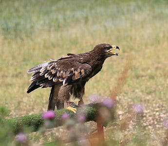 steppe eagle, eagle, steppe, nature, bird, prey, wildlife