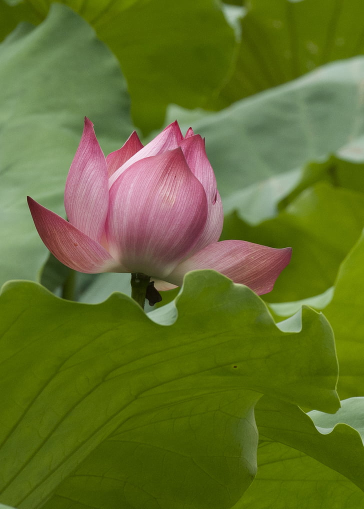 fleur de Lotus, gros plan, nature, Blooming, fermer, macro, Purple