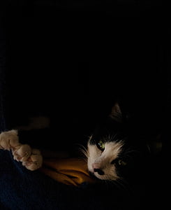 cat, domestic animal, nap, comfort, black background