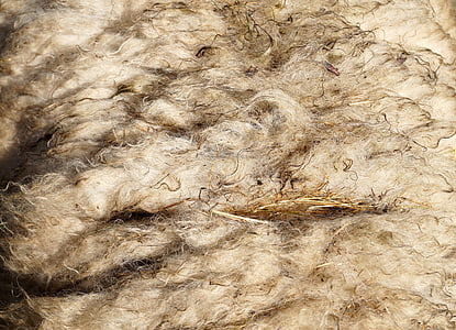 lã, lã de ovelha, pele de carneiro, cisalhado, ovelhas, tesoura