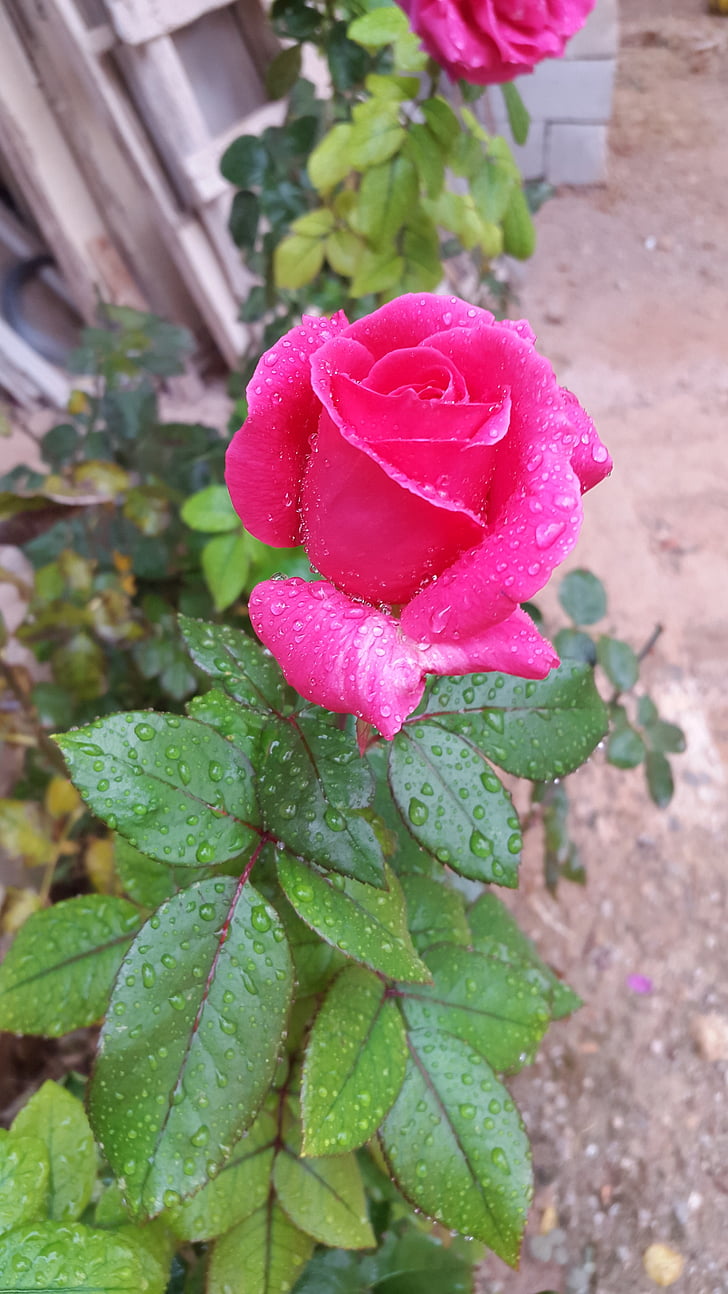 Damascus, lilled, loodus, roosa
