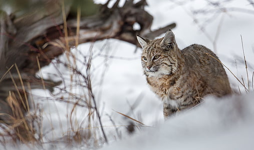Bobcat, Рис, сняг, дива природа, Хищникът, природата, на открито