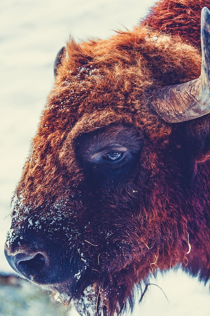 Buffalo, dzīvnieku, savvaļas dzīvnieki, closeup, makro, auksti, ziemas