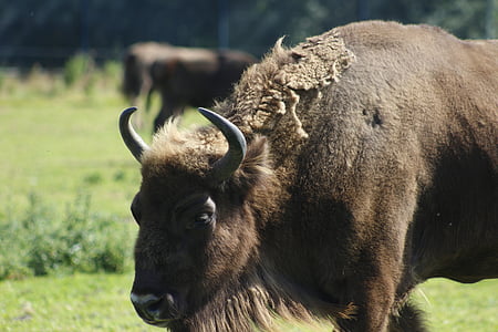 buffalo, zoo, travel, animal, nature, mammal, wildlife