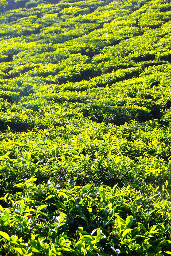 Tee, Plantation, čaj plantáž, India, pestovanie terasy