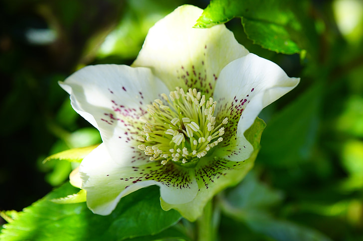 Christrose, Anemone blanda, Blume, Blüte, Bloom, Anlage, weiß