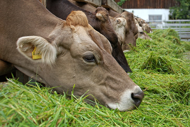voedsel, eten, gras, koe, dier, landbouw, koeien