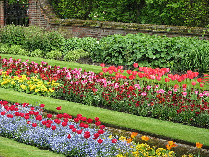 flower, tulip, flowerbed, nature, plant, springtime, summer