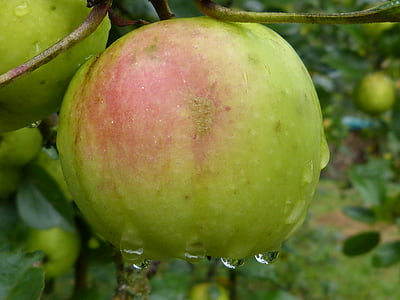 Apple, frutas, chuva, gotejamento, molhado, natureza, planta