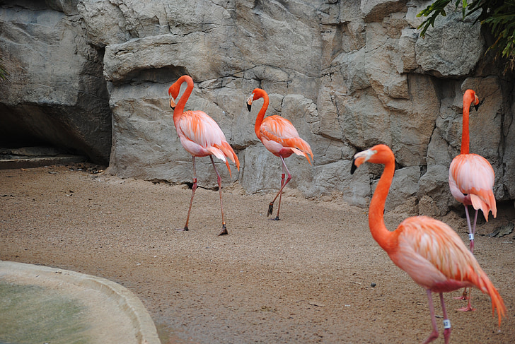 Flamingo, -de-rosa, pássaro, animal, natureza, vida selvagem, exóticas