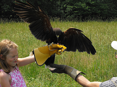 Hawk, vingar, flygande, barn, handske, naturen, ormvråk