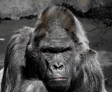 Gorilla, con khỉ, Ape, sở thú, Silverback, nghiệt ngã, động vật hoang dã