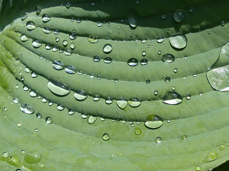 gota de chuva, Hosta, folha, planta, verde