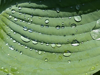 kropla deszczu, Funkia, arkusz, roślina, zielony