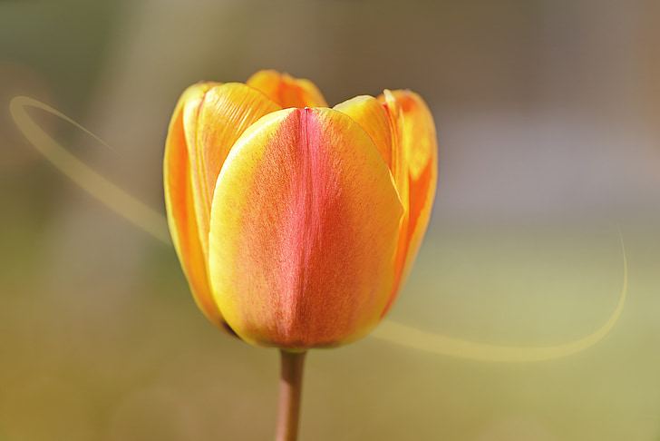 flor, planta, Tulip, amarillo anaranjado, flor, floración, hermosa