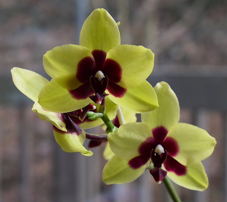 hybridní phalaenopsis, Phalaenopsis, orchidej, žlutá, červená, Hrnková rostlina, závod