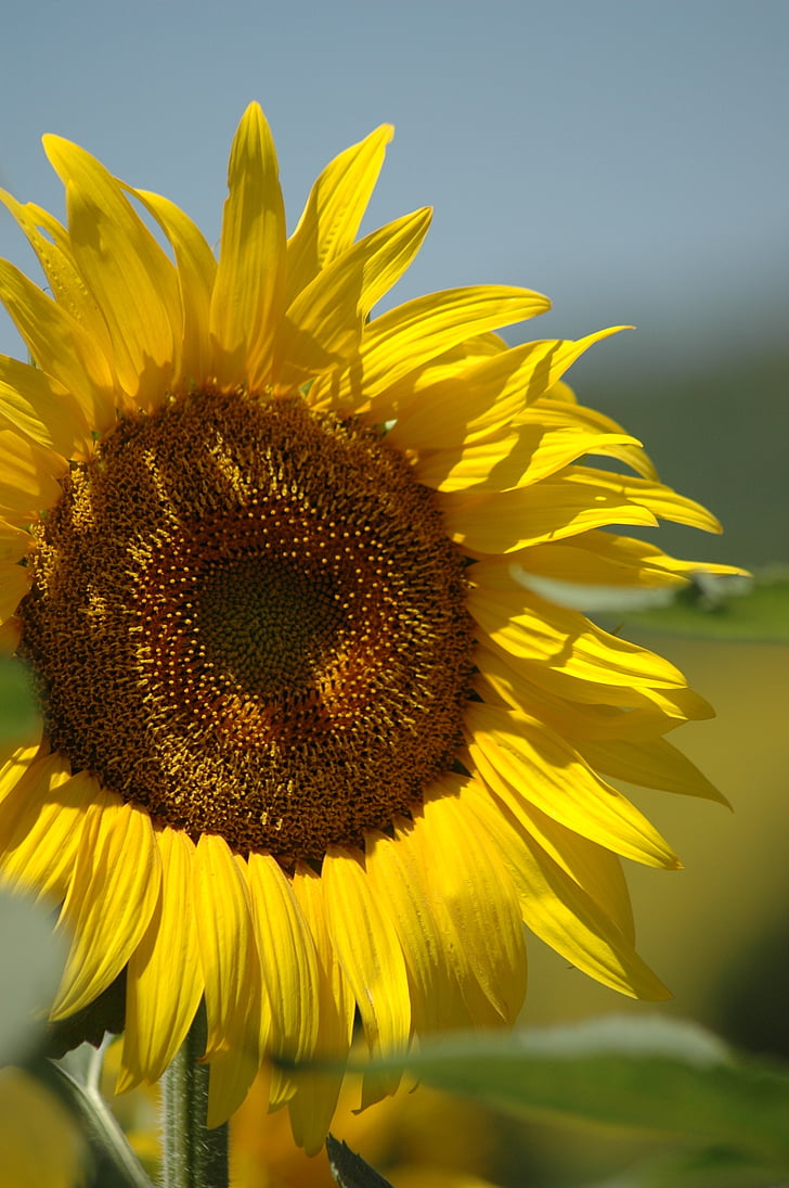 bunga matahari, kampanye, kuning, alam, pertanian, musim panas, bunga